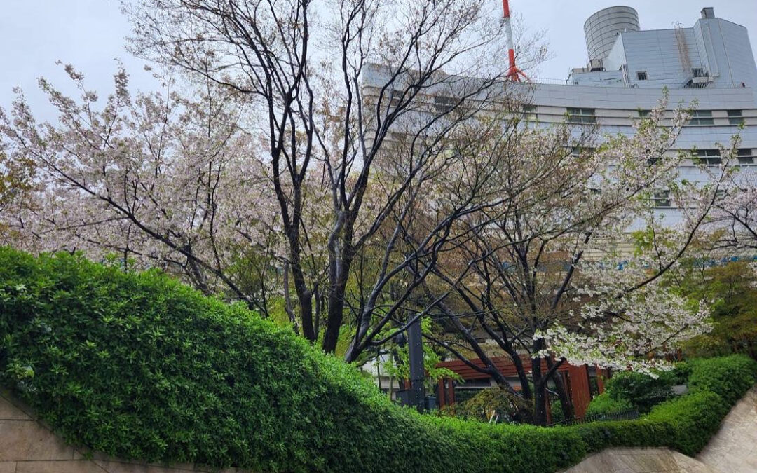 4月1日になりました